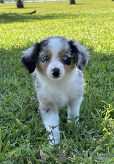 Photo №1. berger australien - à vendre en ville de Hamminkeln | 900€ | Annonce №150656