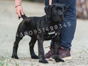 Photo №1. cane corso - à vendre en ville de Kharkov | 413€ | Annonce №6501