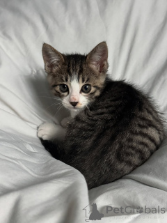 Photo №1. chat de gouttière - à vendre en ville de Vermontville | 372€ | Annonce № 146728