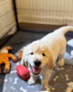 Photo №2 de l'annonce № 161336 de la vente  - acheter à Georgia 