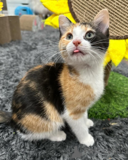 Photo №1. chat de gouttière - à vendre en ville de Munich | 600€ | Annonce № 150624