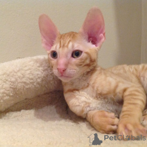 Photo №3. Chatons Cornish Rex de race pure. Monaco