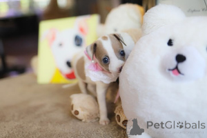 Photo №3. Dean Janet Kay Puppies House. USA