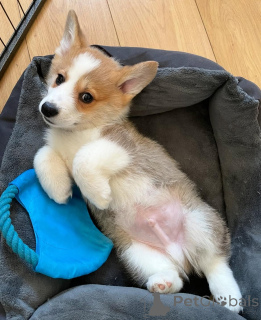 Photo №1. welsh corgi - à vendre en ville de Berlin | négocié | Annonce №155808