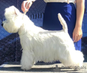 Photos supplémentaires: Chiot West Highland White Terrier d'Interchampion