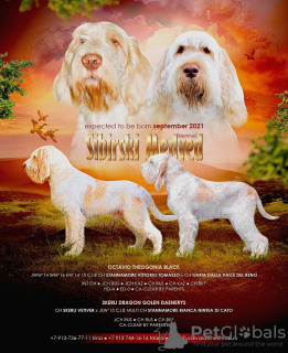 Photos supplémentaires: Chiots Spinone Italiens