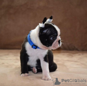 Photo №3. Chiots Boston terrier. Serbie