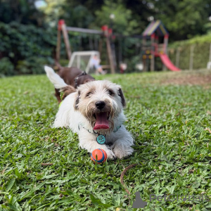 Photo №2 de l'annonce № 169115 de la vente jack russell terrier - acheter à La finlande annonce privée