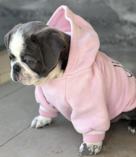 Photo №3. Carlin exotique. Serbie