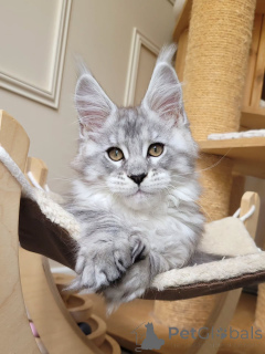 Photo №1. maine coon - à vendre en ville de Cologne | négocié | Annonce № 155921