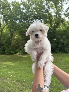 Photo №1. maltipu - à vendre en ville de Berlin | 900€ | Annonce №149845