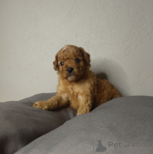 Photo №1. caniche royale, caniche (jouet) - à vendre en ville de Helsinki | 550€ | Annonce №163527