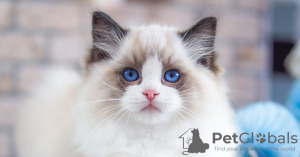 Photo №3. Chatons Ragdoll aux yeux bleus disponibles pour l'adoption. Estonie