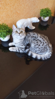 Photo №4. Je vais vendre british shorthair en ville de Yaroslavl. éleveur - prix - 382€