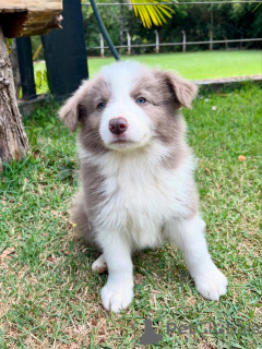 Photo №1. border collie - à vendre en ville de Munich | négocié | Annonce №159498
