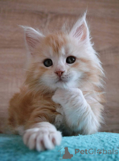 Photo №3. Kocięta rasy Maine Coon en printemps. Pologne