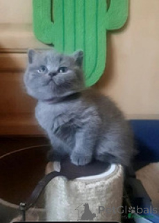 Photo №2 de l'annonce № 164523 de la vente british shorthair - acheter à Allemagne 