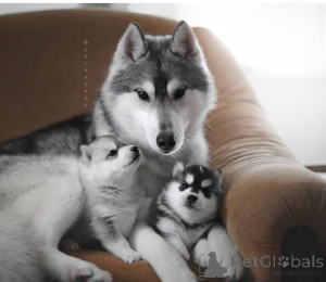 Photo №4. Je vais vendre  en ville de Ville de Londres.  - prix - négocié