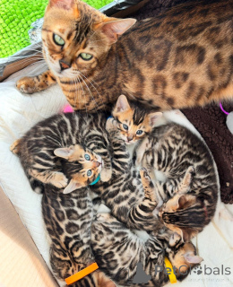 Photo №3. Reine Bengal-Kätzchen. Allemagne