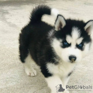 Photo №1. husky de sibérie - à vendre en ville de Bucharest | négocié | Annonce №85232