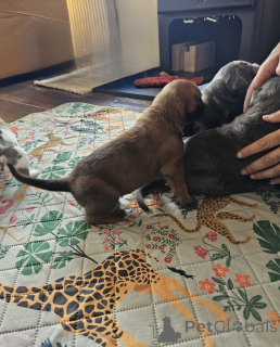 Photo №4. Je vais vendre cane corso en ville de Zachris. annonce privée - prix - 450€