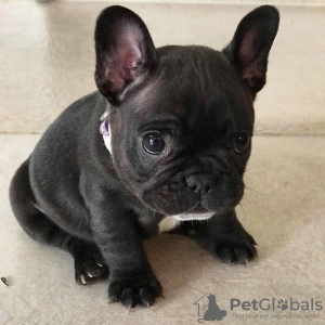 Photo №1. bouledogue - à vendre en ville de Reykjavík | négocié | Annonce №85397