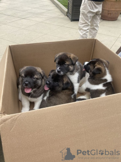 Photo №1. akita (chien) - à vendre en ville de Rockhampton | 372€ | Annonce №129478