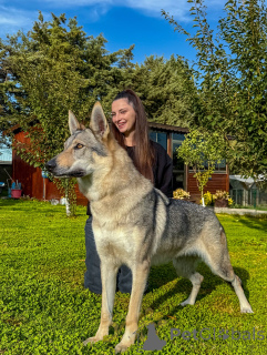 Photo №1. chien-loup tchécoslovaque - à vendre en ville de Déviant | 484€ | Annonce №159189