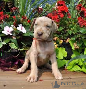 Photo №2 de l'annonce № 163871 de la vente dogue allemand - acheter à L'Autriche annonce privée, éleveur