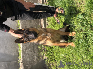 Photo №2 de l'annonce № 139199 de la vente berger allemand - acheter à Serbie 