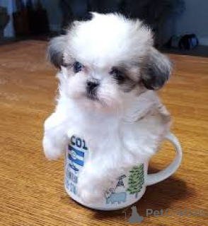 Photo №1. shih tzu - à vendre en ville de Berlin | négocié | Annonce №136784