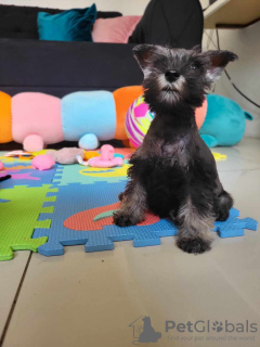 Photos supplémentaires: Schnauzer nain