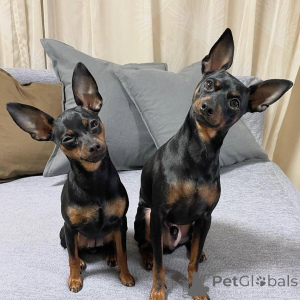 Photo №4. Je vais vendre dobermann en ville de Berchtesgaden. éleveur - prix - 450€