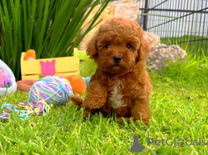 Photo №1. caniche (jouet) - à vendre en ville de Milan | négocié | Annonce №178239