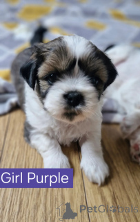 Photo №2 de l'annonce № 147676 de la vente shih tzu - acheter à USA éleveur