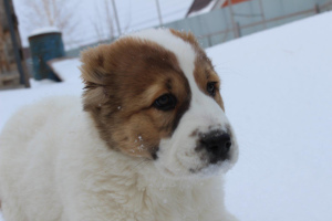 Photos supplémentaires: Vente chiots SAO