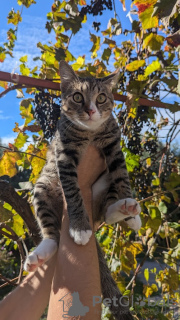 Photos supplémentaires: Le chaton Kiselechek recherche une famille aimante.