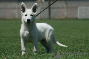 Photos supplémentaires: Chiots Berger Blanc Suisse