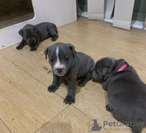 Photo №1. staffordshire bull terrier - à vendre en ville de Brno | Gratuit | Annonce №124149