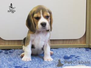 Photo №1. beagle - à vendre en ville de Приморск | 423€ | Annonce №13267