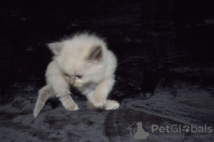 Photo №4. Je vais vendre ragdoll en ville de Мадрид. éleveur - prix - 380€