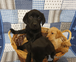 Photo №2 de l'annonce № 164882 de la vente labrador retriever - acheter à Belgique annonce privée, éleveur