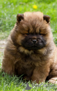 Photo №2 de l'annonce № 97589 de la vente chow-chow - acheter à Serbie 