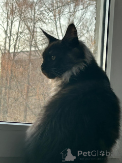 Photo №1. maine coon - à vendre en ville de Малага | 446€ | Annonce № 138042