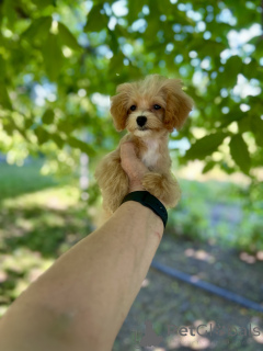 Photo №1. maltipu - à vendre en ville de Balti | négocié | Annonce №145740