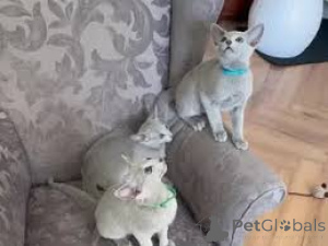 Photo №3. Superbe chaton bleu russe disponible. Luxembourg