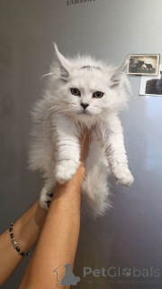 Photo №1. maine coon - à vendre en ville de Aalen | négocié | Annonce № 156650