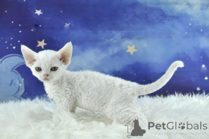 Photo №3. Devon Rex -pennut valmiina uusiin koteihin. La finlande
