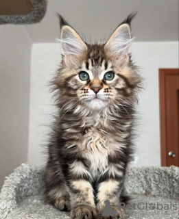 Photo №3. De mignons et adorables chatons Maine coon en bonne santé sont maintenant. Suisse