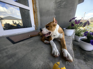 Photo №2 de l'annonce № 60154 de la vente american staffordshire terrier - acheter à Fédération de Russie annonce privée